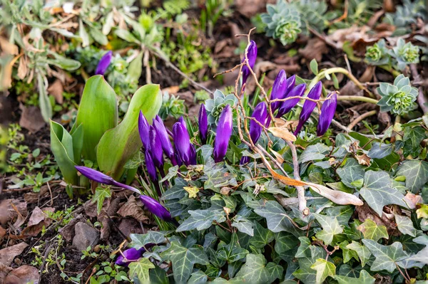 Picturesque Flower Bed Green Plants Purple Crocuses Spring Side — Stock Photo, Image