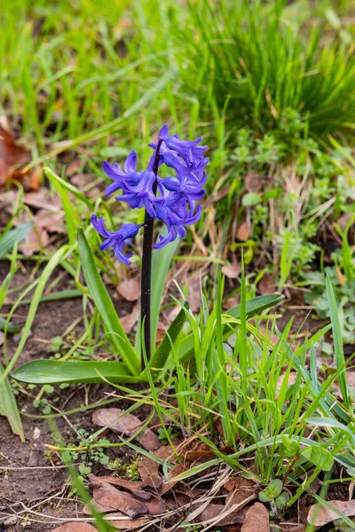 Striking Purple Common Hyacinth Spring Isolated Front Green Grass Roadside — Stock Photo, Image