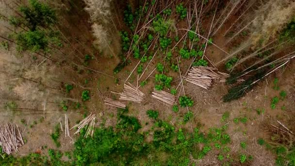 Drone Video Vlucht Stammen Van Dode Naaldbomen Het Bos Afsterven — Stockvideo