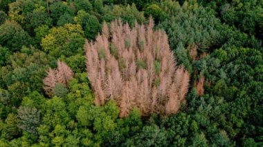 Yazın kozalaklı bir ormanda orman manzarası Almanya 'da insansız hava aracı görüntüleriyle görüntüleniyor.