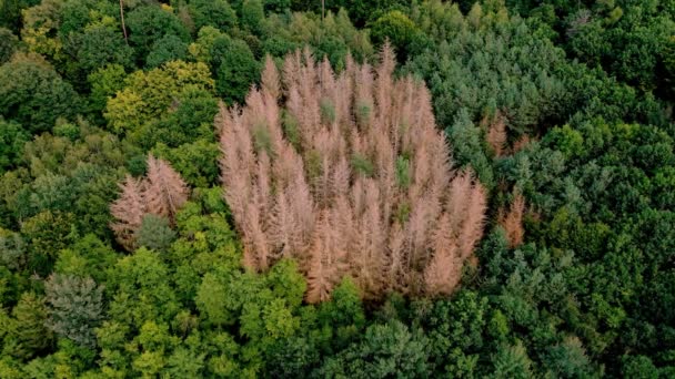 Aerial View Zoom Forest Dieback Coniferous Forest Summer Capture Drone — Vídeo de Stock