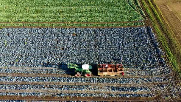 Рабочие Трактором Прицепом Собирающие Капусту Сельскохозяйственном Поле Замеченные Сверху Дроном — стоковое видео
