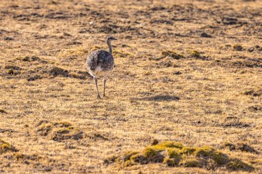 Arjantin, Patagonya, Güney Amerika otlaklarında uçamayan bir Nandu oranı