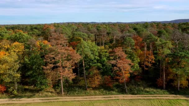 德国秋天的气候危机中 无人驾驶飞机飞越了一片森林的健康和病害的树梢 — 图库视频影像