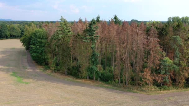 Imagens Aéreas Desaparecimento Das Florestas Alemãs Devido Seca Infestação Insectos — Vídeo de Stock