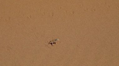 Kürek burunlu bir kertenkele ya da Namib çölünün sıcak kumlarında kaçan bir kertenkele, Swakopmund, Namibya, Afrika