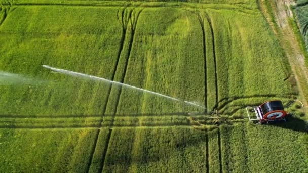 Vidéo Avec Drone Système Irrigation Arrosage Sur Champ Agricole Été — Video