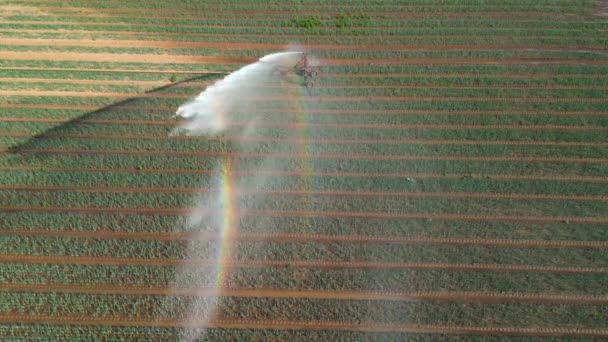 モバイル機器でのフィールド灌漑は 無人機 ドイツで撮影夏の干ばつで二重虹を示しています — ストック動画