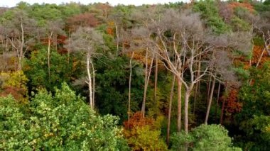 Ormandaki ağaçların hava yakın çekim görüntüleri, Almanya