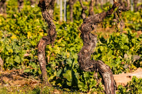 stock image An old gnarled vine in winter, Germany