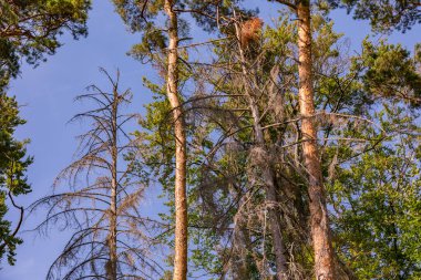 Almanya 'da yeşil bir ormanda ölü kozalaklı ağaçlar.
