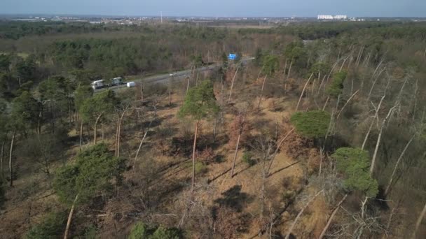 Αεροφωτογραφία Βίντεο Του Δάσους Πεθαίνουν Κατεστραμμένα Δέντρα Μια Εθνική Οδό — Αρχείο Βίντεο