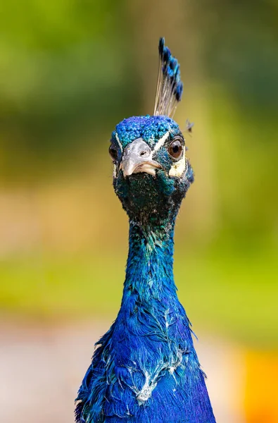 Retrato Cabeza Pavo Real Azul Desde Frente Aislado Sobre Fondo — Foto de Stock