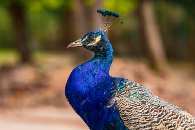 Mavi tavus kuşu belirgin mavi parıldayan kafa, boyun ve göbek, Almanya