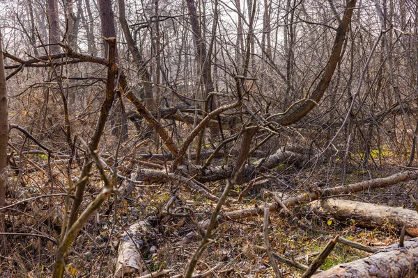 Vysoké Škody Stromech Německých Lesích Důsledku Bouřek Veder Sucha Změny — Stock fotografie