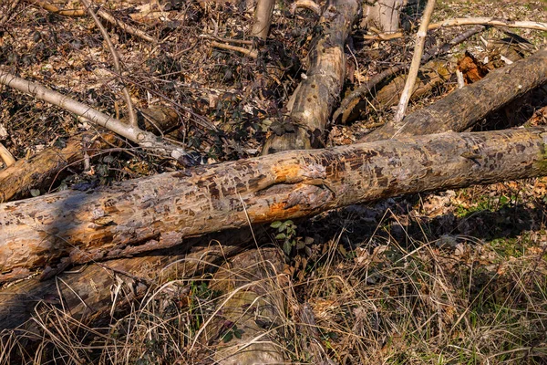 ドイツの気候変動で嵐と干ばつの後の森の床に枯れた木とログ — ストック写真