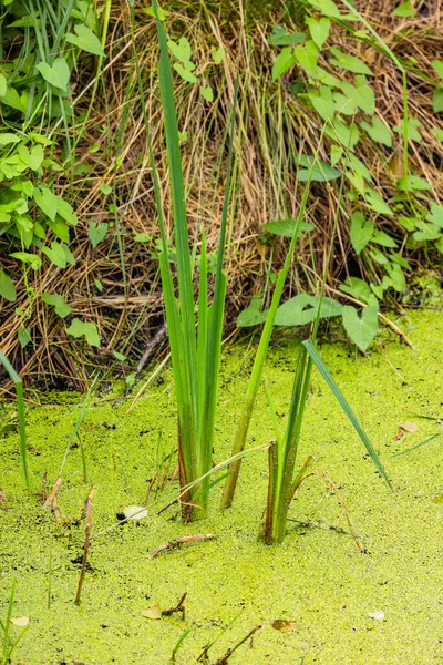 Duckweed or duckweed covers the water of a pond near the shore with reeds and grass, Germany in summer climate change