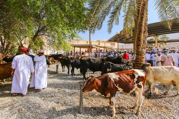 Nizwa 'daki ünlü keçi pazarı 26 Eylül 2014' te Umman, Ortadoğu, Asya 'da hayvan ticareti yapılmaktadır.