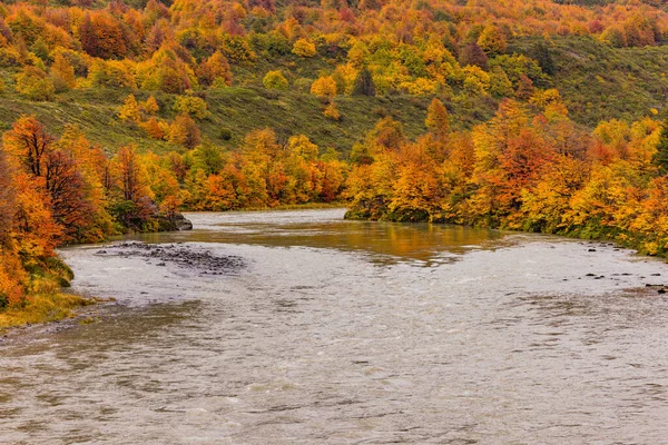 Torres del Paine Ulusal Parkı, Şili, Patagonya, Güney Amerika 'daki Gri Buzul' da yaprak döken ağaçlarda sonbahar renkleri olan nehir.