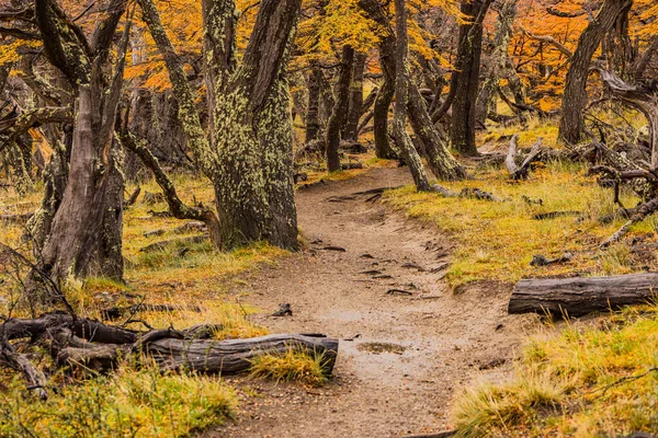 Damp Trees Scenic Hiking Trail Autumnal Forest Chalten Los Glaciares — Stock Photo, Image
