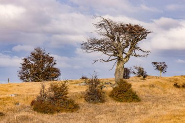 Patagonya pampalarının sarı çimenlerindeki tepede tek bir yaşlı ağaç kara bulutlara karşı, Şili, Güney Amerika