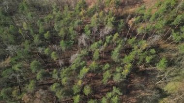 İlkbaharda kuraklık ve güneş ışığı altında fırtınadan dolayı düşen ağaçlar ve hastalıklı ağaçlarla birlikte ölen orman görüntülerinin hava görüntüsü.