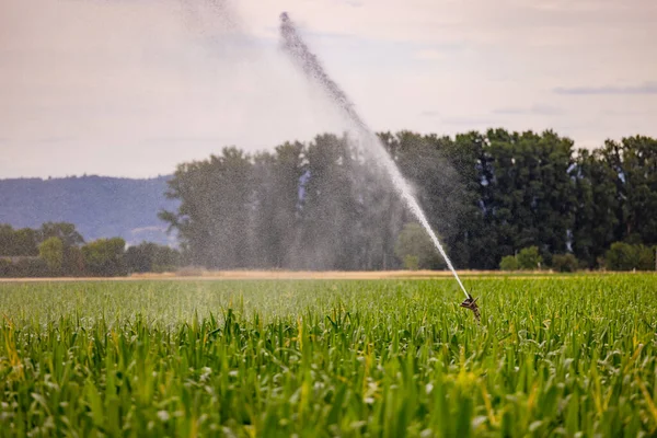 Aspersor Móvel Uma Irrigação Campo Milho Água Pulverização Quente Verão — Fotografia de Stock