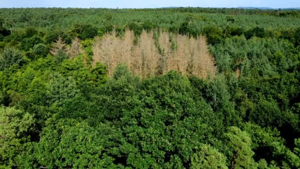 Árvores Coníferas Mortas Uma Floresta Decídua Verde — Vídeo de Stock