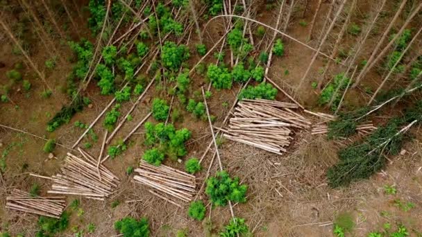 Letecký Pohled Oddálení Záběry Lesa Mrtvými Stromy Poškozenými Suchým Létem — Stock video