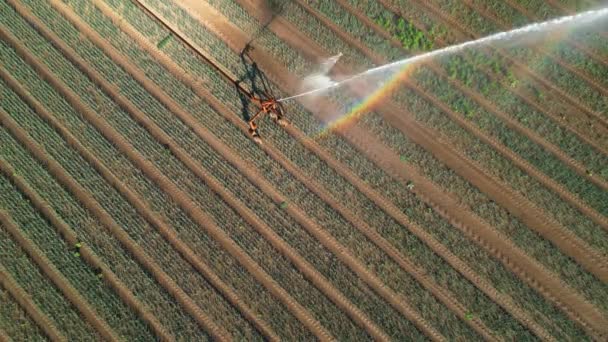 Irrigation Avec Arc Ciel Sur Champ Agricole — Video