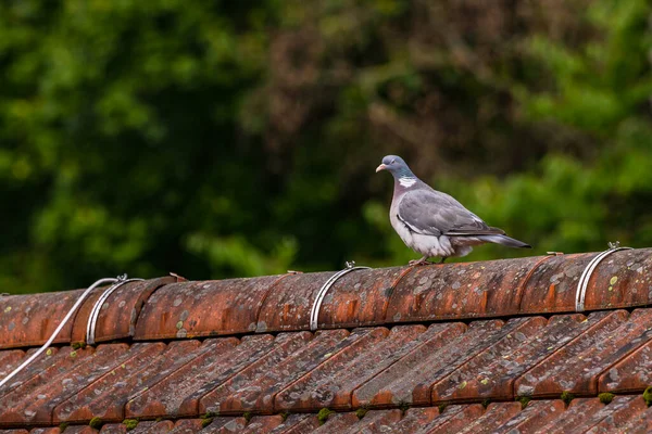 Cool Pigeon Oiseau Comme Clin Oeil Smiley Sur Toit Isolé — Photo