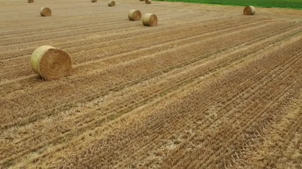 Video Panning Aerial View Hay Bales Agricultural Field — Stock Video