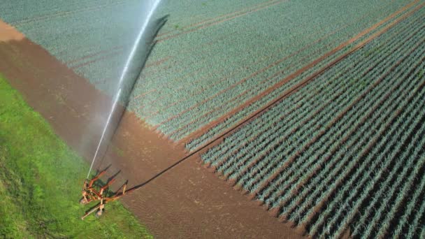 Vidéo Drone Avec Système Irrigation Eau Distribuant Eau Sur Champ — Video