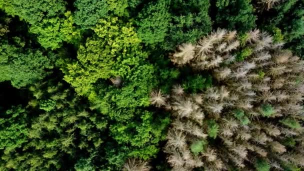 Panning Flyover Dry German Forest Dead Trees Damaged Drought Insect — Stock Video
