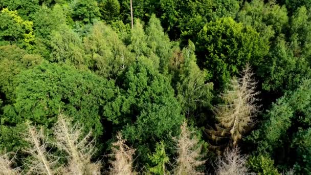 Inclinado Árboles Coníferas Muertos Bosque Verde Visto Desde Arriba — Vídeo de stock