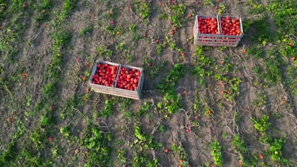 秋の収穫中にカボチャ畑にオレンジ色の北海道のカボチャが入った2つの木箱を空撮として — ストック動画