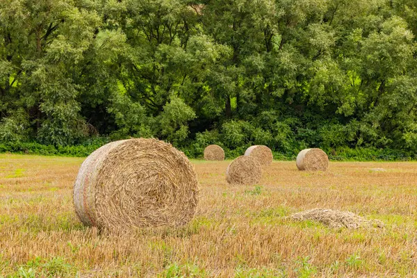 Several bales of straw with pressed hay on an agricultural field with trees in rural area, Germany