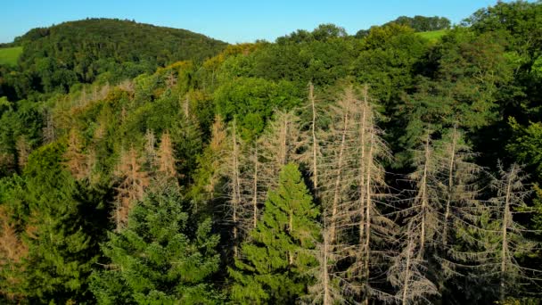 Algumas Árvores Secas Moribundas Meio Uma Floresta Coníferas Verdes Mudança — Vídeo de Stock