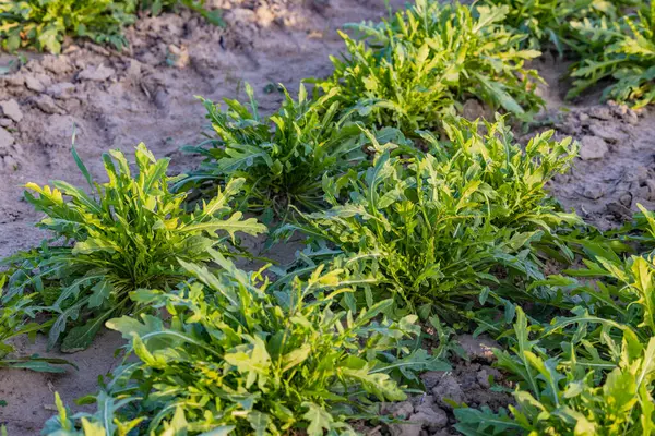 Arugula ya da roket salatası bitkileri güneş ışığında hasat edilmeden önce sonbaharda bir tarım sahasında olur.