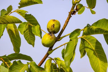 Sonbaharda yaprakların yanındaki dalda iki ceviz ağacı.