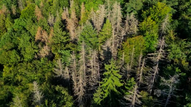 气候危机下干旱和虫灾破坏枯树的干枯德国森林倾斜翻覆 — 图库视频影像