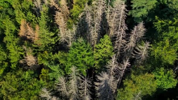 Dead Brown Coniferous Trees Green Forest Drought Summer Aerial Shot — Stock Video
