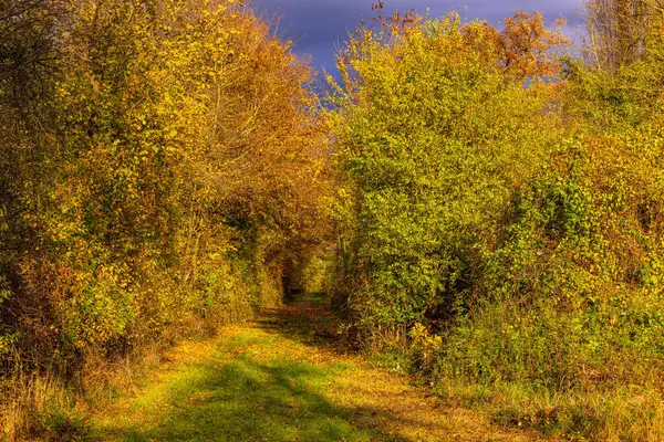 Gün ışığı ve dramatik bulutlarda sonbahar renkleri olan çalılıklar ve çalılıklar arasında içi boş bir patika Almanya