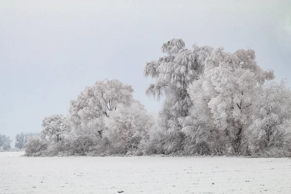 Icy bushes and trees behind a snowy field in winter with icy cold in Germany
