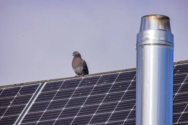 A single pigeon perches on a roof with a chimney covered with dirty solar panels caused by droppings