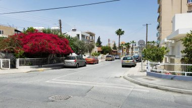 Larnaca caddesindeki Bougainvillea, Kıbrıs. 2021 yılı. Yüksek kalite fotoğraf