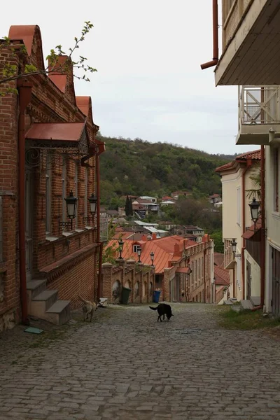 İt Sokağı Sighnaghi, Georgia. Yüksek kalite fotoğraf
