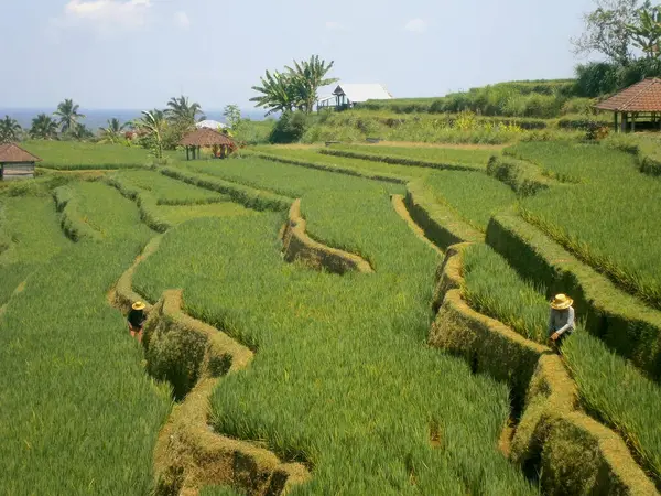 Pirinç tarlası işçileri Bali Endonezya Ekim 2012. Yüksek kalite fotoğraf