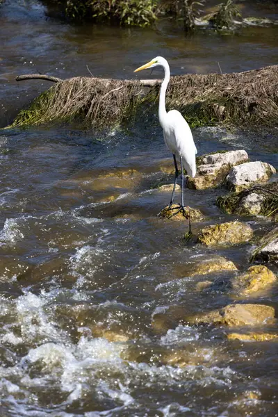 stock image A Great Egret (Ardea alba) captured in its natural habitat, surrounded by rushing river waters. The photograph showcases the harmony between wildlife and their environment