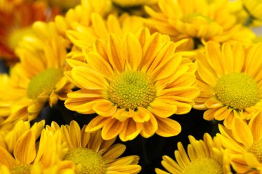 Güzel altın ve sarı sonbahar anneleri sonbahar bahçesinde gösteriş yaparlar.. 